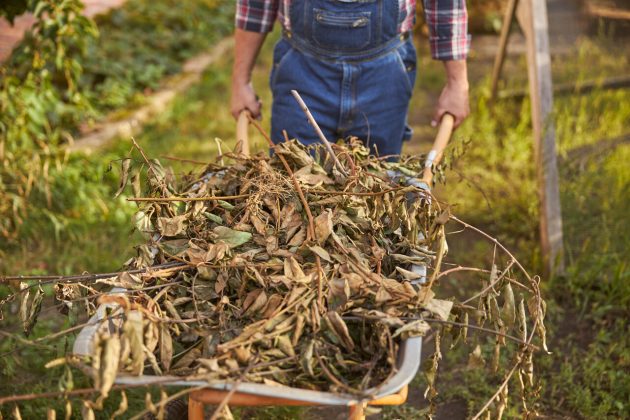 Wheelbarrow filled with dry branches for landscaping waste removal